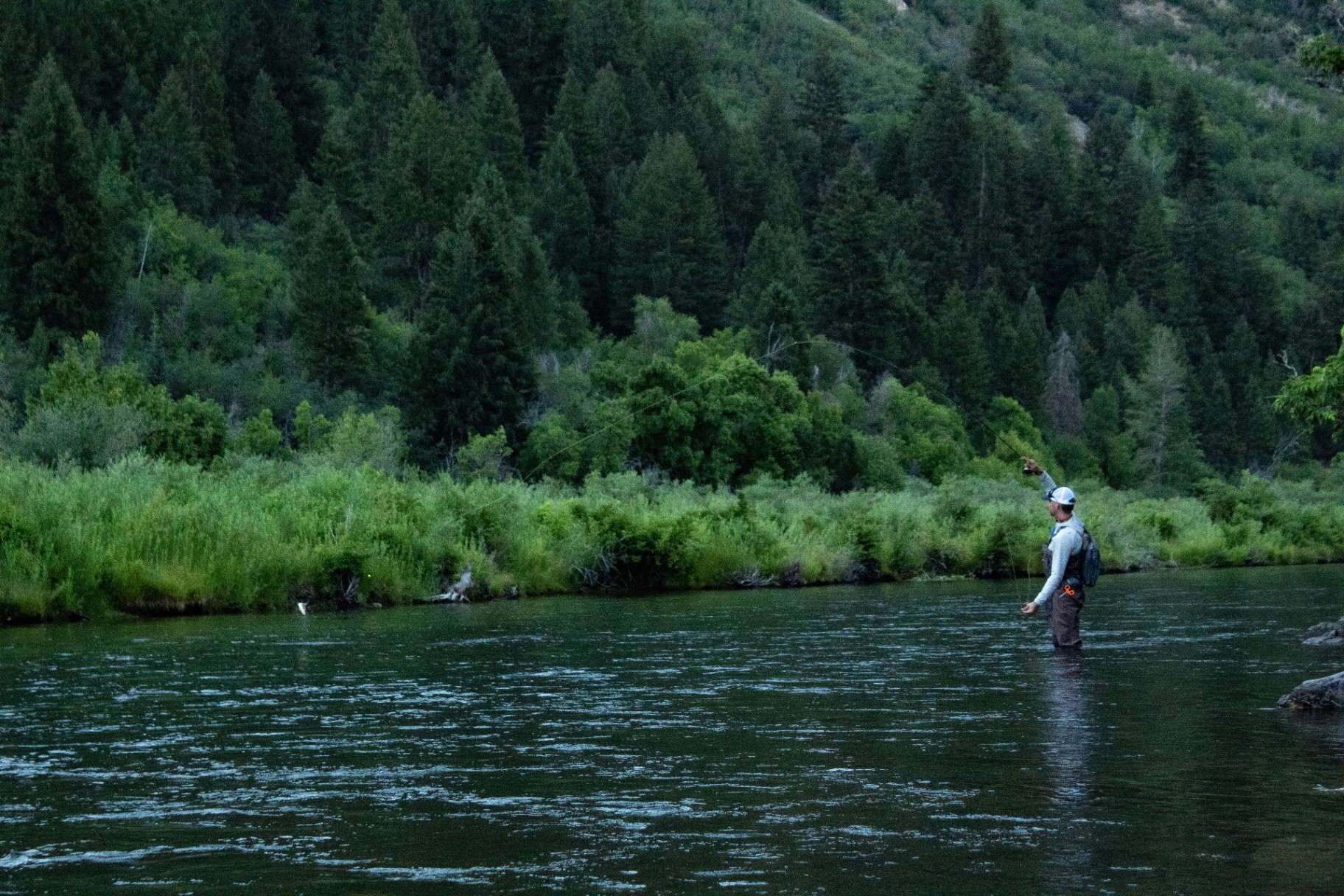 Angler fly fishing in a Jackson Hole river
