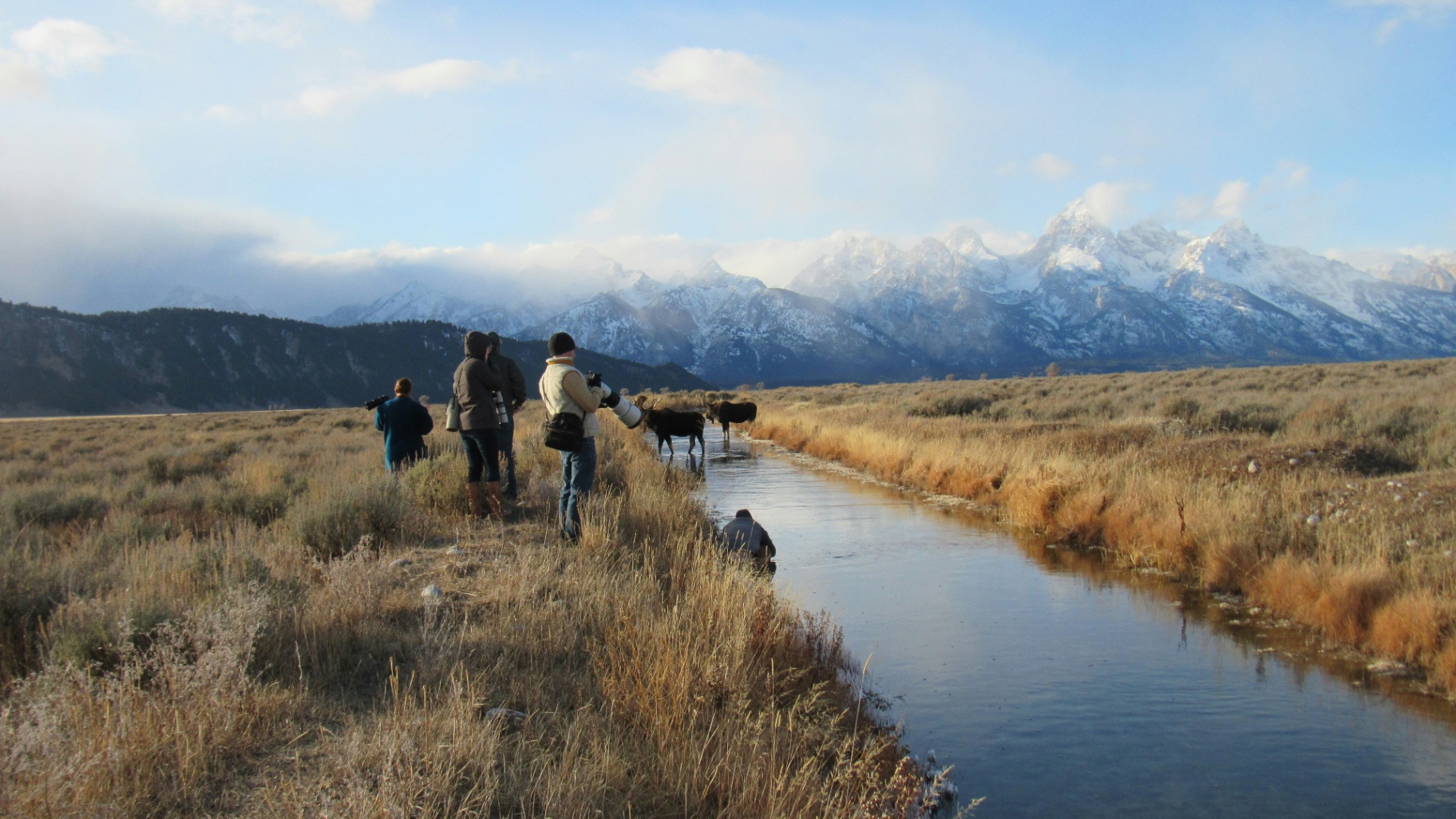 Wildlife photographers watching moose near the Tetons